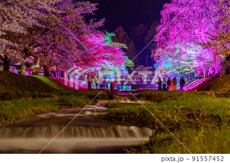 観音寺川桜並木 ライトアップの写真素材 [91557452] - PIXTA