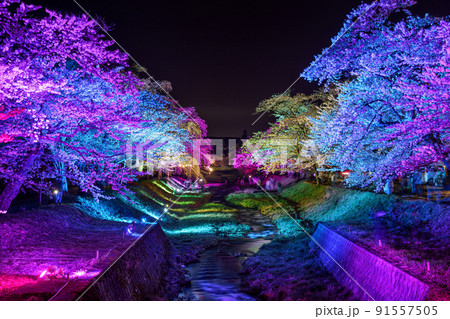 観音寺川桜並木 カラフル ライトアップの写真素材 [91557505