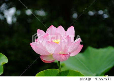 ハス　Lotus 91557531