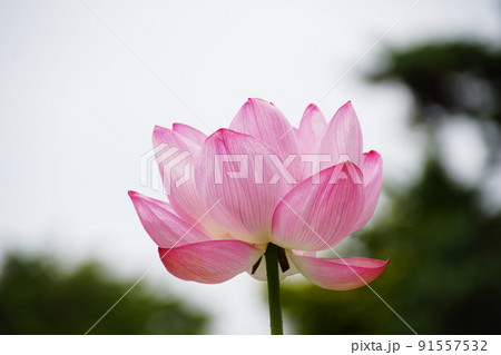 ハス 大石寺10   Lotus 91557532