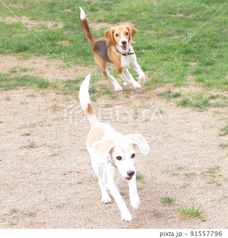 ドッグランで楽しそうな2匹のビーグル犬 91557796