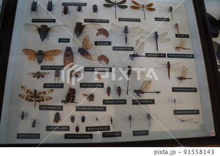 昆虫標本 91558143