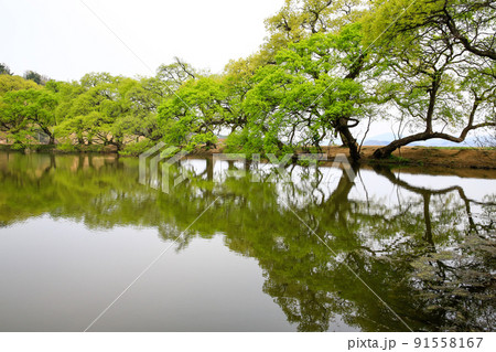 緑 変曲か マルバヤナギ 91558167