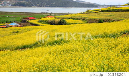 自然 風景 景色 91558204