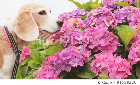 ピンク紫陽花とビーグル犬 91558226