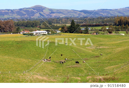 タイエリ渓谷鉄道の沿線風景：起伏に富んだ牧場 91558480