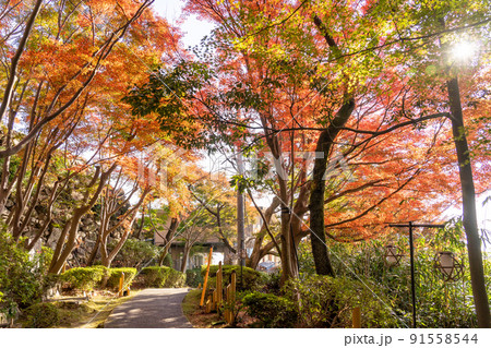 滋賀県近江八幡市　秋の紅葉が美しい八幡山ロープウェーの山頂駅 91558544