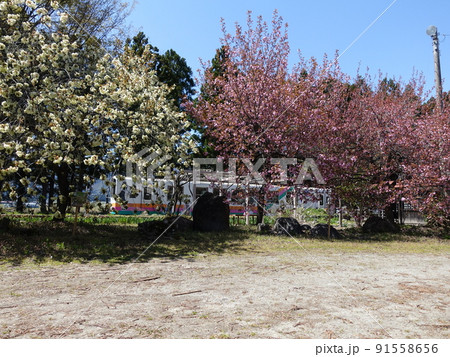 満開の桜　サクラ　さくら　羽前成田駅　フラワー長井線 91558656