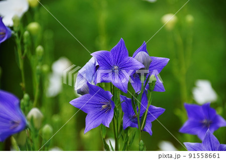 キキョウ　Balloon flower 91558661