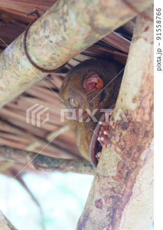 世界最小のメガネザル、ターシャ 91558766