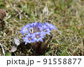 春の里山に咲く姫リンドウの花 91558877