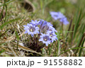 春の里山に咲く姫リンドウの花 91558882