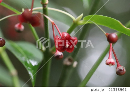 ムラサキマユミ ムラサキマユミ 91558961