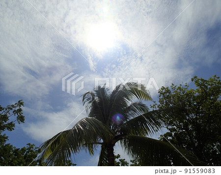 セブ島からのアイランドホッピング セブ島からのアイランドホッピング 91559083