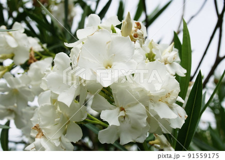 キョウチクトウ　Oleander 91559175