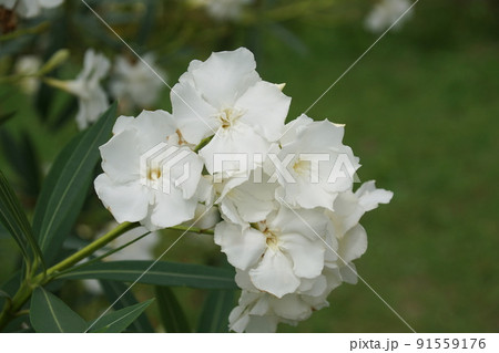 キョウチクトウ　Oleander 91559176