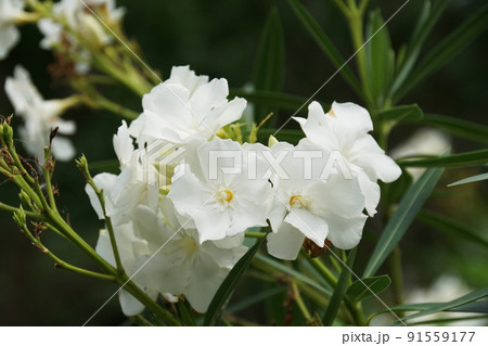 キョウチクトウ　Oleander 91559177