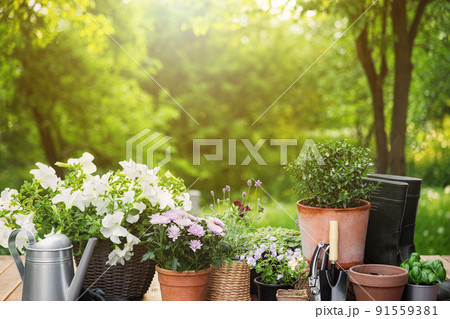 Different potted blooming flowers and herbs, gardening equipment and tools Different potted blooming flowers and herbs, gardening equipment and tools 91559381