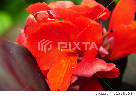 カンナ　Canna 91559552