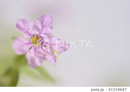 クフェア クフェア 91559687