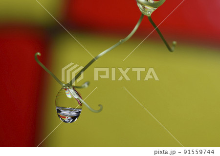 植物 工場 プランツ 91559744