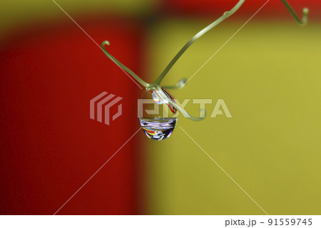 植物 工場 プランツ 91559745