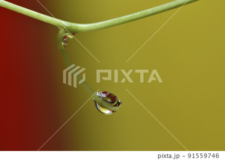 植物 工場 プランツ 91559746