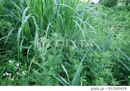 初夏の10年来の耕作放棄地に生い茂る雑草 91560439