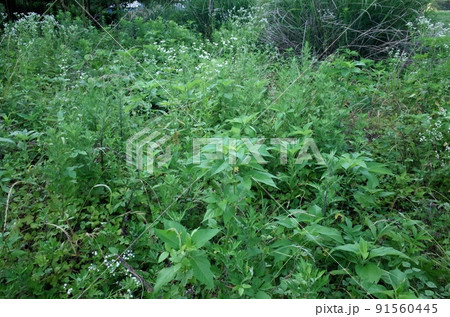 初夏の10年来の耕作放棄地に生い茂る雑草 初夏の10年来の耕作放棄地に生い茂る雑草 91560445