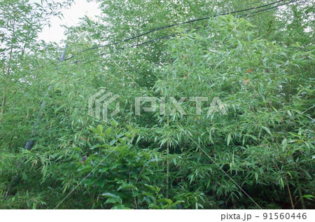 初夏の10年来の耕作放棄地の竹林に埋もれる電柱と電線 91560446