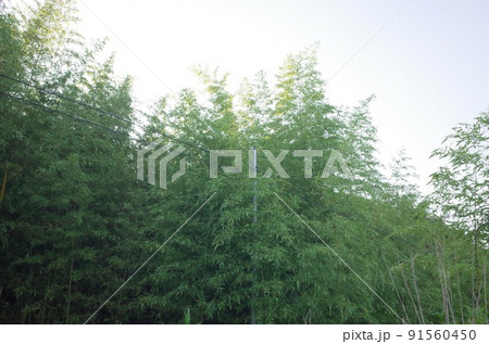 初夏の10年来の耕作放棄地の竹林に埋もれる電柱と電線 初夏の10年来の耕作放棄地の竹林に埋もれる電柱と電線 91560450