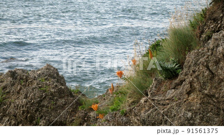 海岸沿いの岩場に咲く岩ユリの花 海岸沿いの岩場に咲く岩ユリの花 91561375