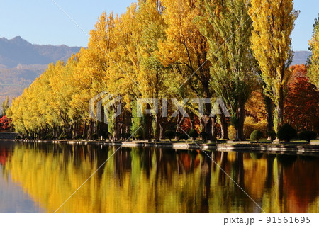 前田森林公園カナールのポプラ並木の紅葉 91561695