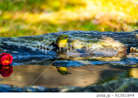 久留米市石橋文化センターの野鳥 久留米市石橋文化センターの野鳥 91561944