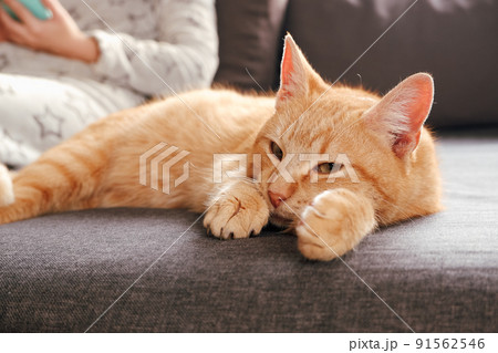 A ginger cat is lying on the sofa near the girl scrolling the tape on the phone in the background. Woman after a bath in a warm bathrobe uses a smartphone on the couch, a cute red cat. 91562546