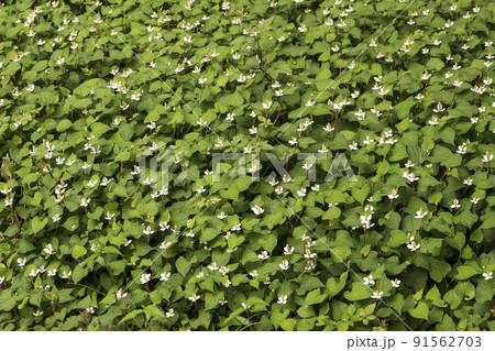 ドクダミの群生地 ドクダミの群生地 91562703