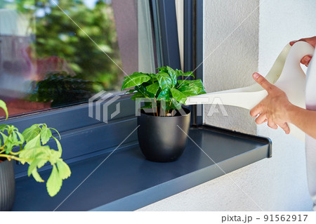 Woman pours water from watering can into home plant standing on window sill, Houseplant care Woman pours water from watering can into home plant standing on window sill, Houseplant care 91562917
