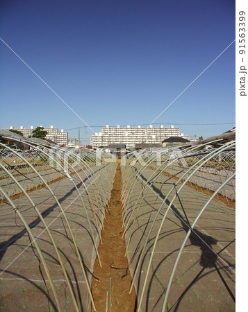 秋の支柱のあるほうれん草畑 91563399