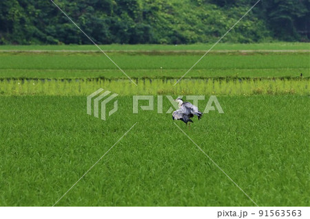 ゆずの里埼玉県毛呂山町の緑が美しい西戸地区に舞い降りたフワフワの飾り羽を付けた一羽のアオサギの風景 ゆずの里埼玉県毛呂山町の緑が美しい西戸地区に舞い降りたフワフワの飾り羽を付けた一羽のアオサギの風景 91563563