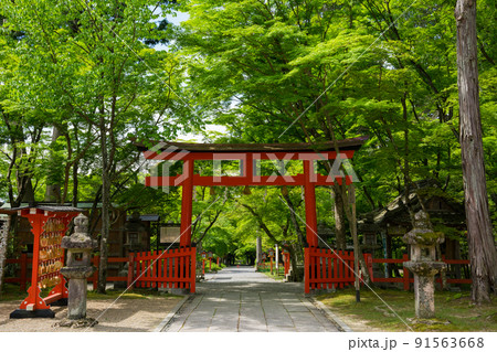 京都　大原野神社の鳥居と参道　新緑　 91563668