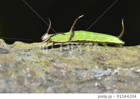 バグ 昆虫 苦悩 91564204