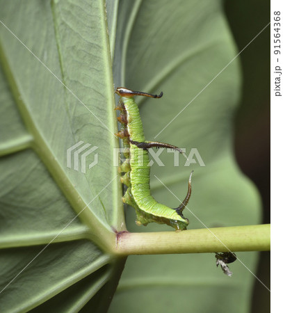 動物 動物学 アンテナ 91564368