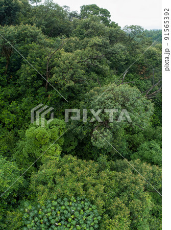 Aerial view of beautiful forest mountain landscape 91565392
