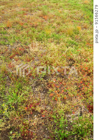 紅葉のアメリカフウロ生える晩春の野原風景 91566279