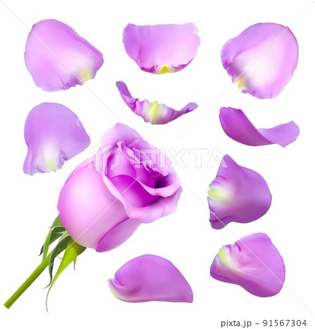 Realistic rose petals. Vector illustration with mesh gradients. 91567304