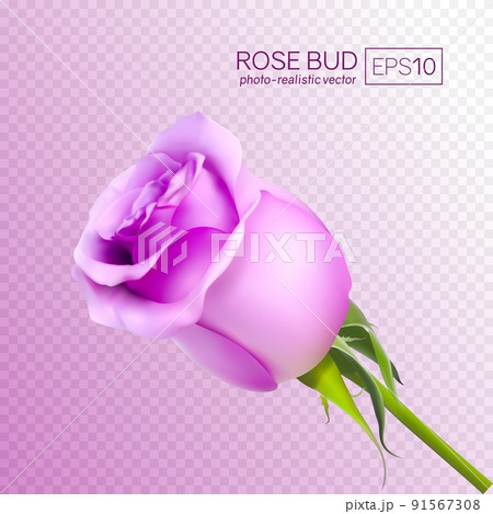 Realistic 3d vector rose on transparent background.  91567308