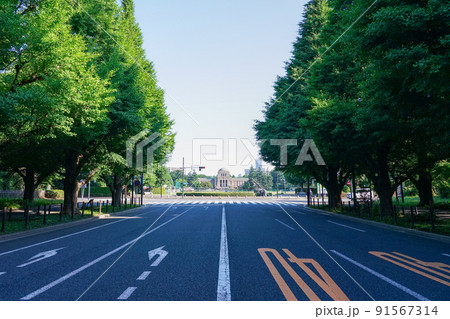 新緑の神宮外苑イチョウ並木（東京都港区・新宿区） 91567314
