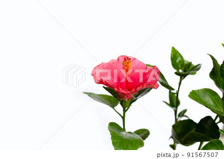 Hibiscus flower on white background. 91567507