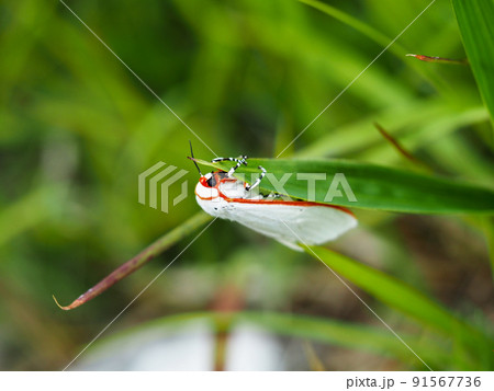草原のシロヒトリ（蛾） 91567736