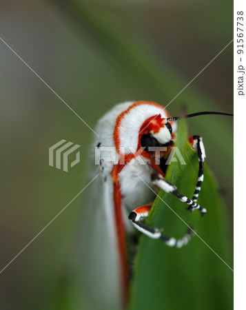 草原のシロヒトリ（蛾） 91567738